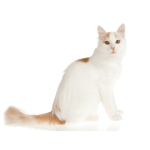 ターキッシュ・バン