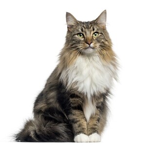 ノルウェージャン・フォレスト・キャット