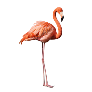 フラミンゴ