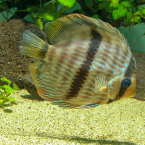 ヘッケルディスカス