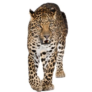 ヒョウ