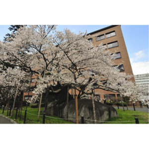 石割桜