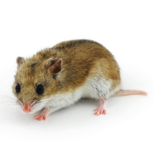 チャイニーズハムスター