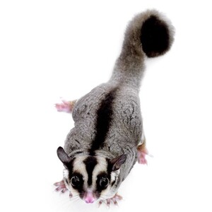 モモンガ