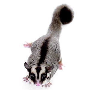 人気投票 1 62位 ペットにしたい動物ランキング みんなが飼いたい動物は みんなのランキング