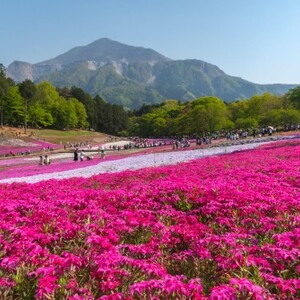 羊山公園