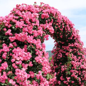 よしうみバラ公園