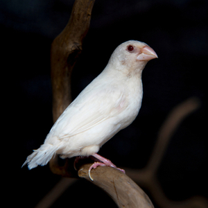 シロジュウシマツ