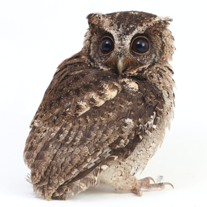 オオコノハズク