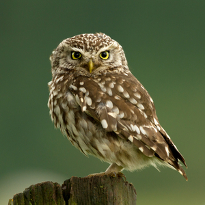 コキンメフクロウ