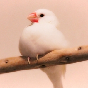 白文鳥