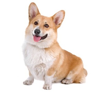 ウェルシュ・コーギー・ペンブローク