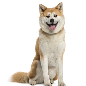 秋田犬