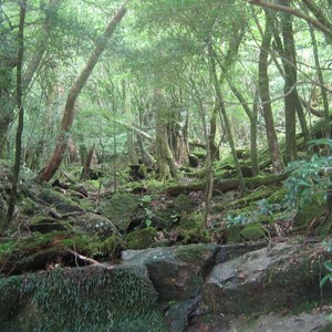 屋久島