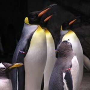 長崎ペンギン水族館