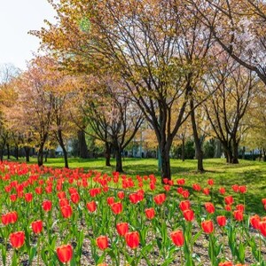 常磐公園(北海道)