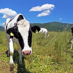 わくわくファーム前森高原