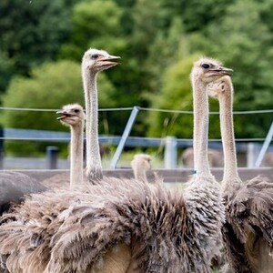 ニセコ第2有島ダチョウ牧場
