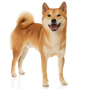 柴犬