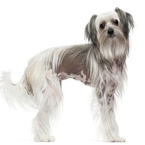 チャイニーズ・クレステッド・ドッグ