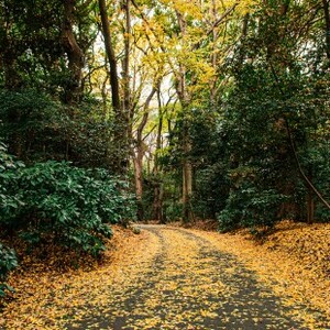 明治の森箕面国定公園