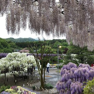 あしかがフラワーパーク
