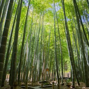 報国寺(神奈川県)