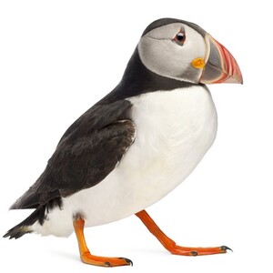 パフィン(ニシツノメドリ)