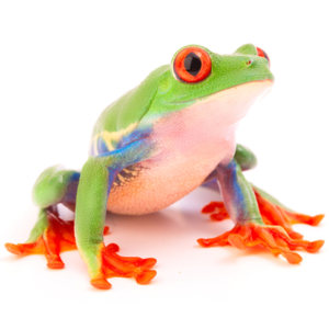 アカメアマガエル