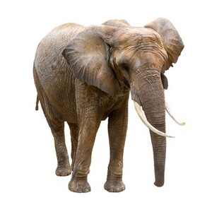 アフリカゾウ