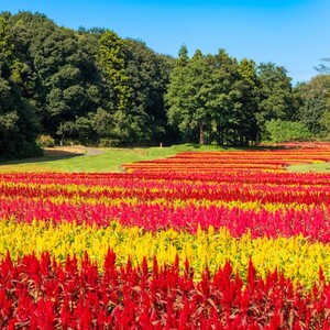 武蔵丘陵森林公園