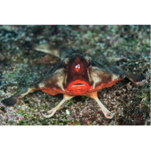 ガラパゴスバットフィッシュ