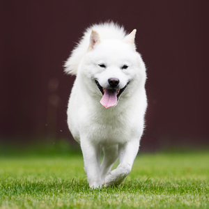 北海道犬