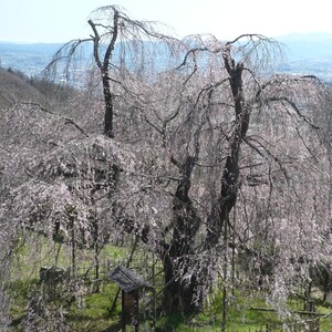 アルプス公園