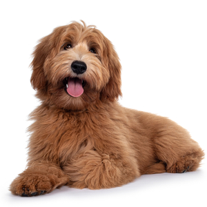 ラブラドゥードル