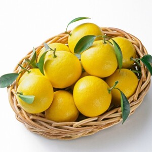 日向夏