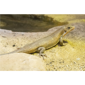 オニプレートトカゲ