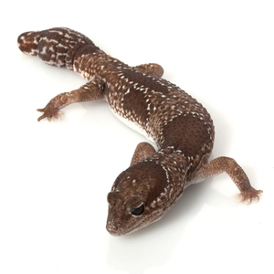 ニシアフリカトカゲモドキ