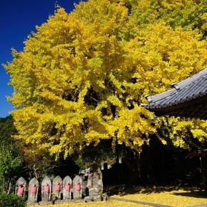 光泉寺(和歌山県)