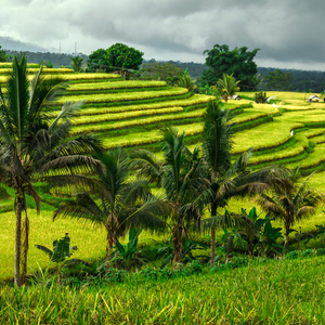 ジャティルウィの棚田(インドネシア)