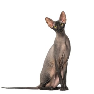 ピーターボールド