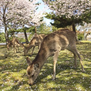 奈良公園