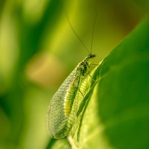 アミメカゲロウ目