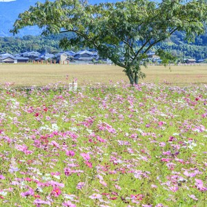 藤原宮跡