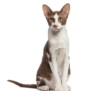 オリエンタル・ショートヘアー