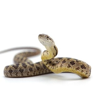 ヘビ