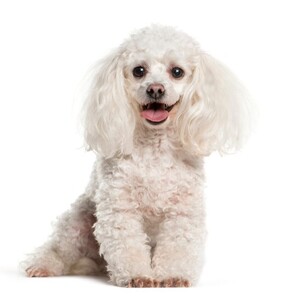 ティーカッププードル