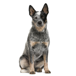 オーストラリアン・キャトル・ドッグ