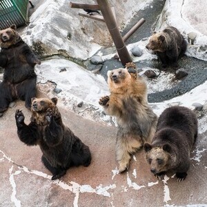 のぼりべつクマ牧場