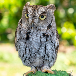 ニシアメリカオオコノハズク